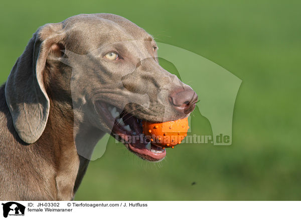 Weimaraner Hndin / female Weimaraner / JH-03302