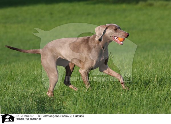 Weimaraner Hndin / female Weimaraner / JH-03307