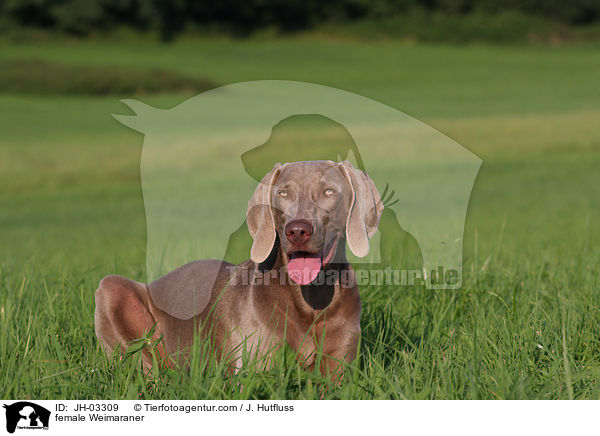 Weimaraner Hndin / female Weimaraner / JH-03309