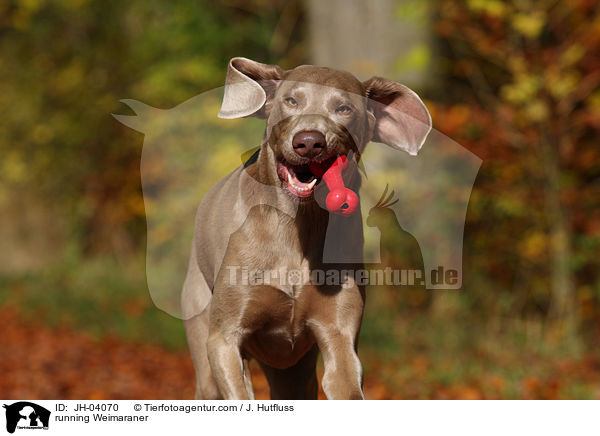 rennender Weimaraner / running Weimaraner / JH-04070
