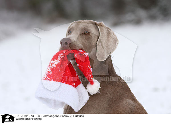 Weimaraner Portrait / JH-04073