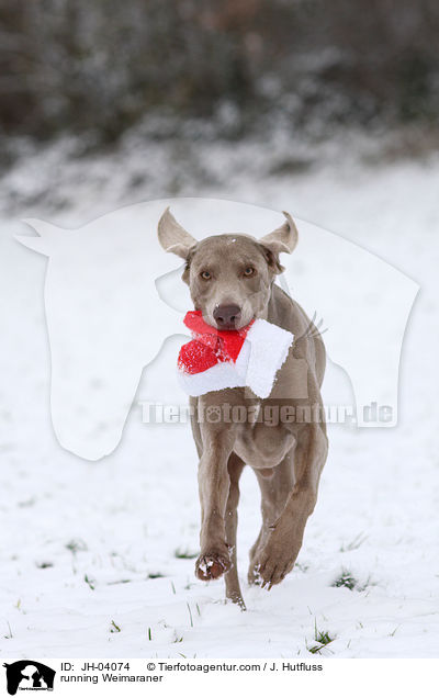 running Weimaraner / JH-04074