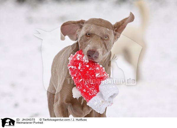 Weimaraner Portrait / Weimaraner Portrait / JH-04075