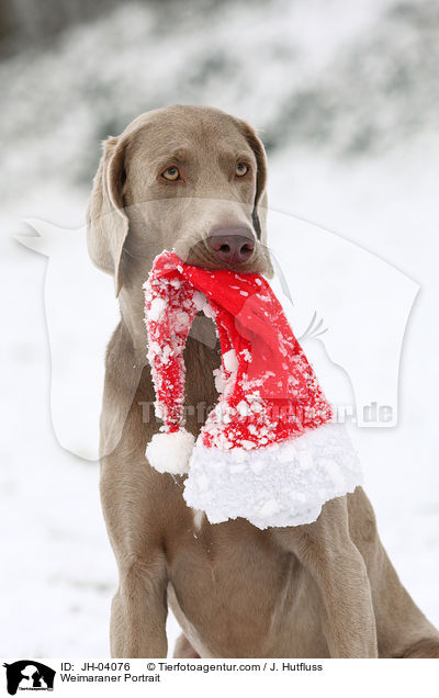 Weimaraner Portrait / JH-04076