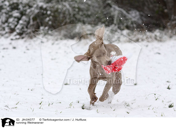 running Weimaraner / JH-04077