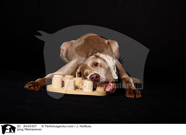 liegender Weimaraner / lying Weimaraner / JH-04307