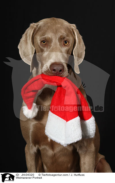 Weimaraner Portrait / Weimaraner Portrait / JH-04320