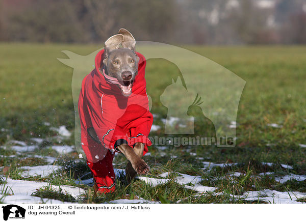 Hund trgt Overall / dog wearing Overall / JH-04325