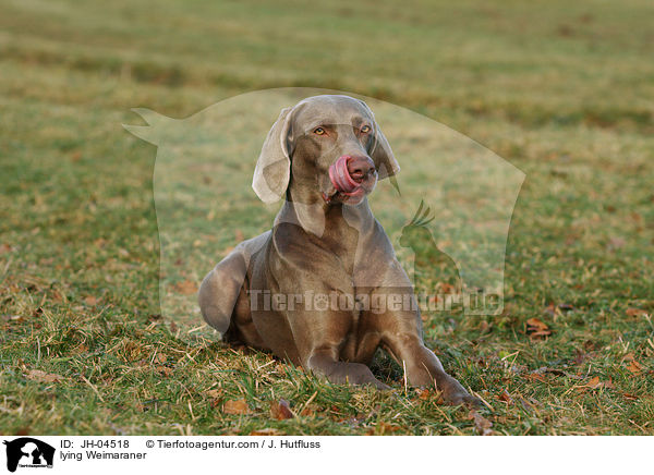 liegender Weimaraner / lying Weimaraner / JH-04518