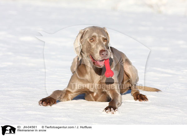 Weimaraner im Schnee / Weimaraner in snow / JH-04561