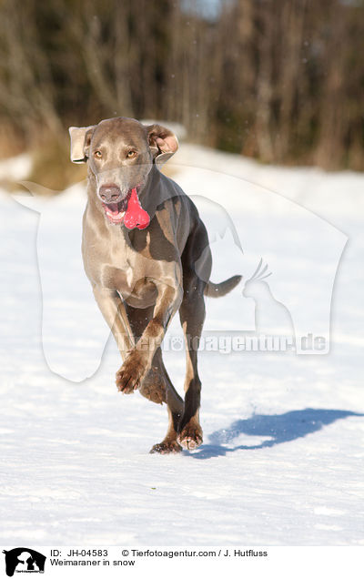 Weimaraner im Schnee / Weimaraner in snow / JH-04583