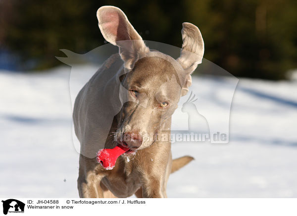 Weimaraner im Schnee / Weimaraner in snow / JH-04588