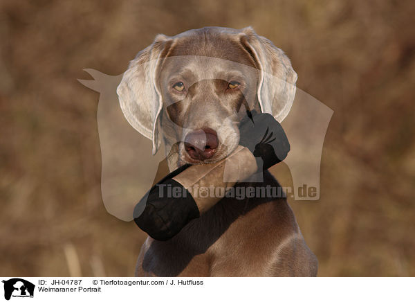 Weimaraner Portrait / Weimaraner Portrait / JH-04787