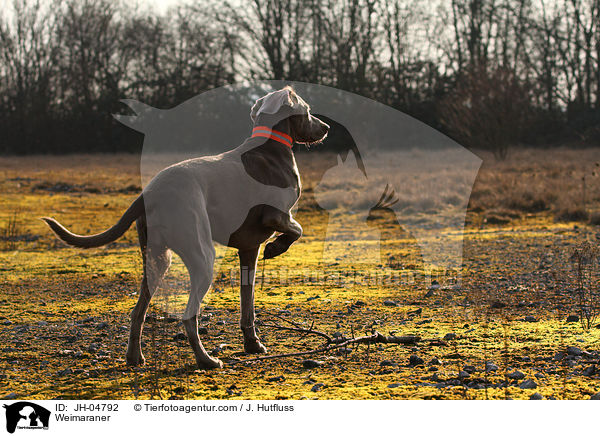 Weimaraner / Weimaraner / JH-04792