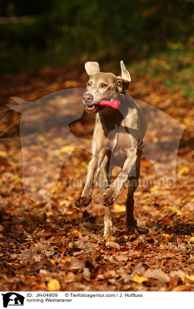 rennender Weimaraner / running Weimaraner / JH-04809