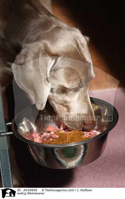 fressender Weimaraner / eating Weimaraner / JH-05609