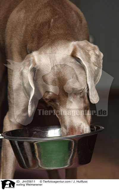 fressender Weimaraner / eating Weimaraner / JH-05611