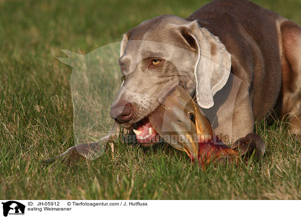 fressender Weimaraner / eating Weimaraner / JH-05912