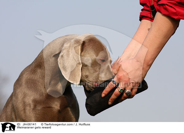 Weimaraner bekommt Belohnung / Weimaraner gets reward / JH-06141