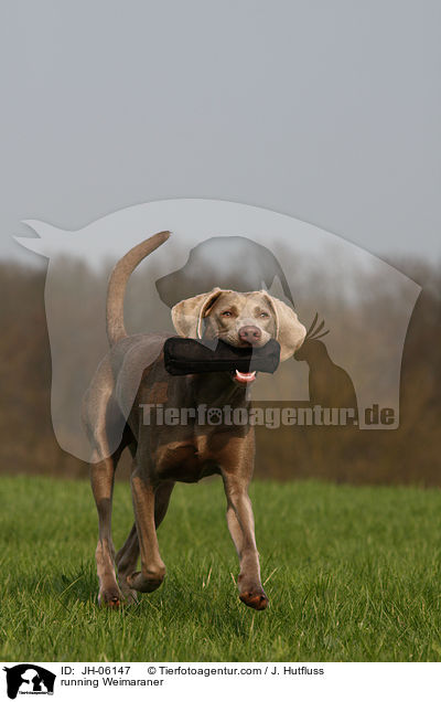 rennender Weimaraner / running Weimaraner / JH-06147