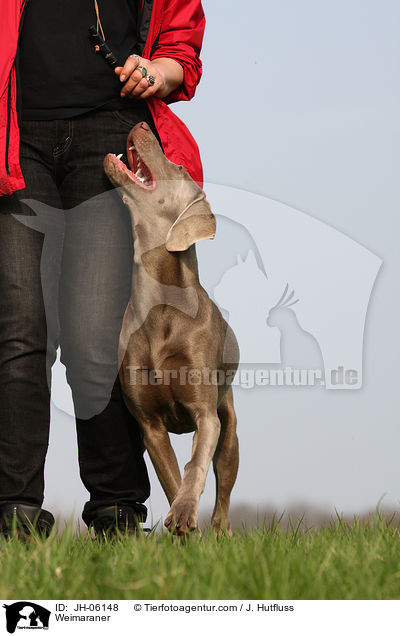Weimaraner / Weimaraner / JH-06148