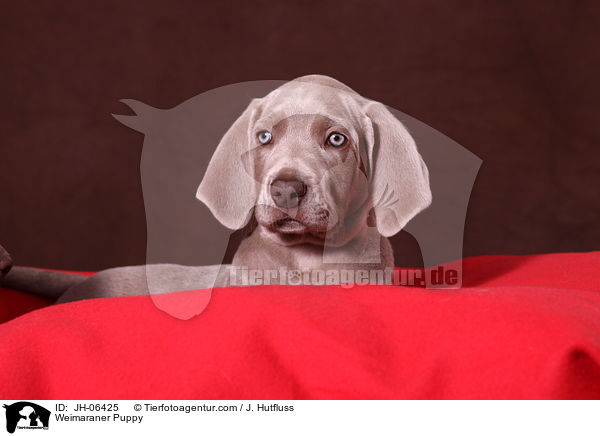 Weimaraner Welpe / Weimaraner Puppy / JH-06425