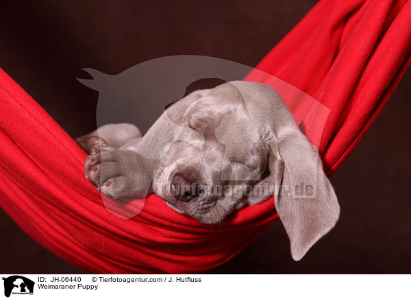 Weimaraner Welpe / Weimaraner Puppy / JH-06440