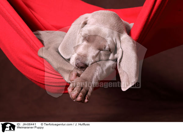 Weimaraner Welpe / Weimaraner Puppy / JH-06441