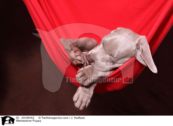 Weimaraner Welpe / Weimaraner Puppy / JH-06442