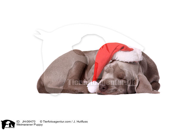 Weimaraner Puppy / JH-06470