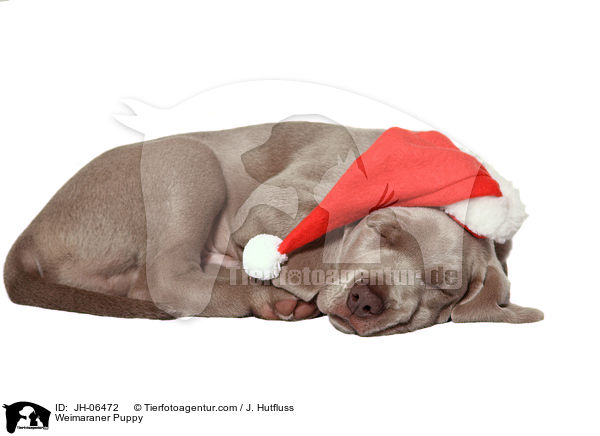 Weimaraner Puppy / JH-06472