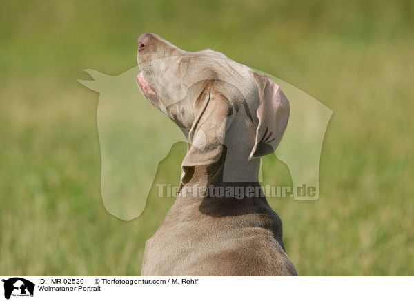 Weimaraner Portrait / Weimaraner Portrait / MR-02529