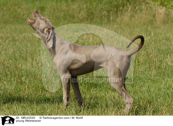 junger Weimaraner / young Weimaraner / MR-02530