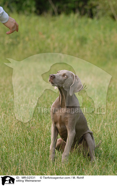 sitzender Weimaraner / sitting Weimaraner / MR-02531