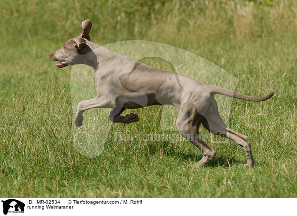 rennender Weimaraner / running Weimaraner / MR-02534