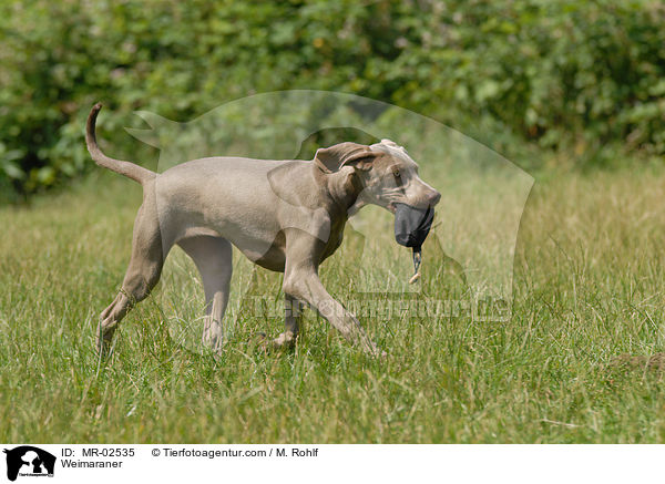 Weimaraner mit Futterbeutel / Weimaraner / MR-02535