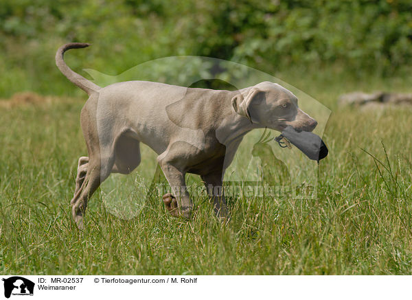 Weimaraner mit Futterbeutel / Weimaraner / MR-02537