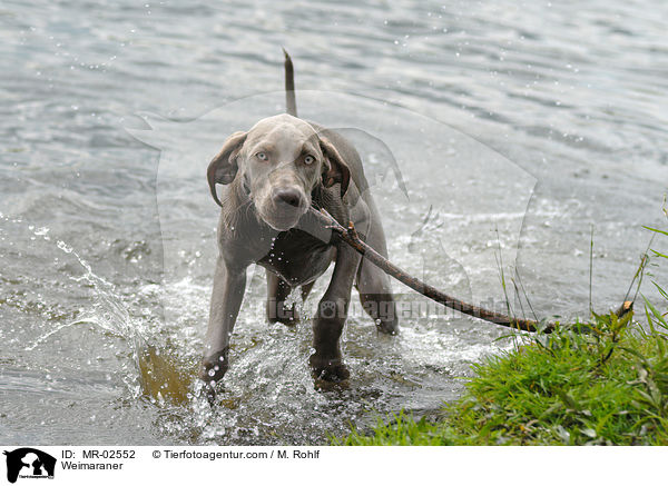 Weimaraner / Weimaraner / MR-02552