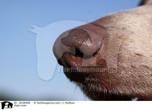 Hundenase / dogs nose / JH-06489