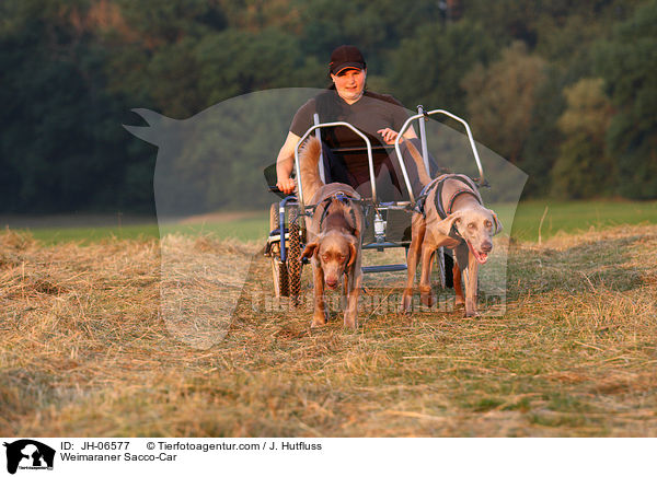 Weimaraner Sacco-Car / Weimaraner Sacco-Car / JH-06577