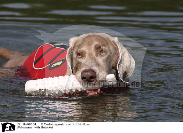 Weimaraner mit Schwimmweste / Weimaraner with lifejacket / JH-06604