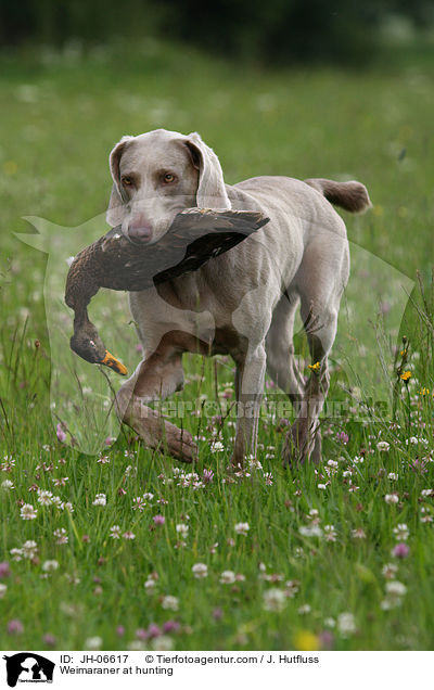 Weimaraner at hunting / JH-06617