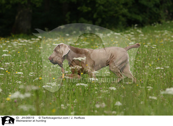 Weimaraner at hunting / JH-06619