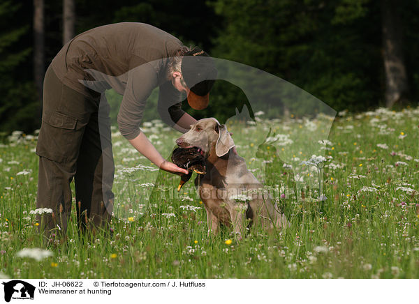 Weimaraner at hunting / JH-06622