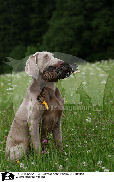 Weimaraner at hunting / JH-06632