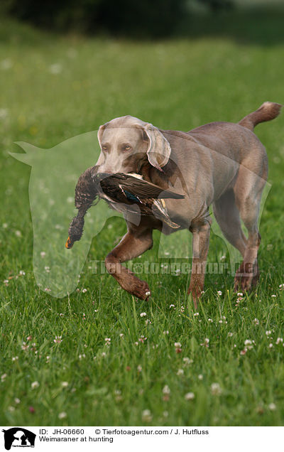 Weimaraner at hunting / JH-06660