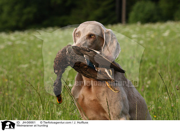 Weimaraner at hunting / JH-06661