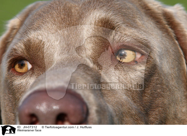 Weimaraner Gesicht / Weimaraner face / JH-07312