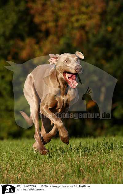 running Weimaraner / JH-07797