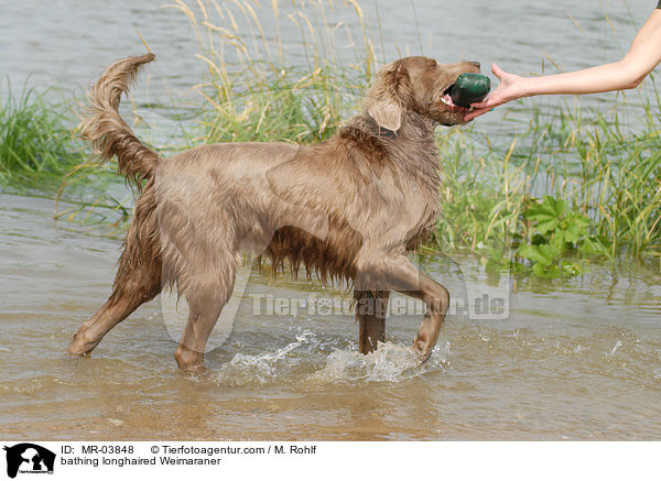 bathing longhaired Weimaraner / MR-03848
